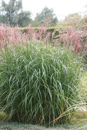 Chinaschilf - Miscanthus sinensis Malepartus - Gräserwelten